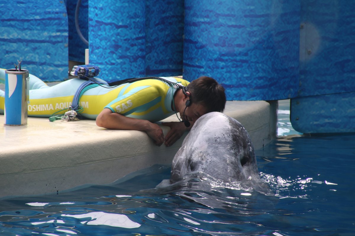 juniti090's tweet photo. 令和6年6月7日、新江ノ島水族館。
ゴマフアザラシの子供、ホワイトボードから大きな壁に成長記録が拡大。
ゆったり泳ぐミレニー。
氷をもらうミレニー。
イルカショーwave、ハナゴンドウのビーナがまったりタイム。
#令和6年 #新江ノ島水族館 #EOS7Dmk2 #iPhoneXs https://t.co/x81RpPoo8A