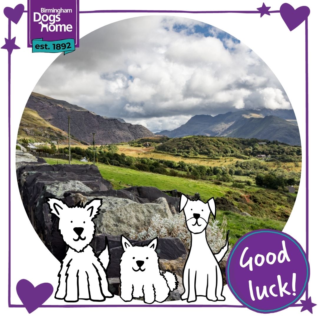 Good luck to all the wonderful people taking on the Sunrise at Snowdon challenge event this weekend to raise money for Birmingham Dogs Home. 
There is still time to support them by donating here - 
justgiving.com/campaign/snowd… 

#BirminghamDogsHome