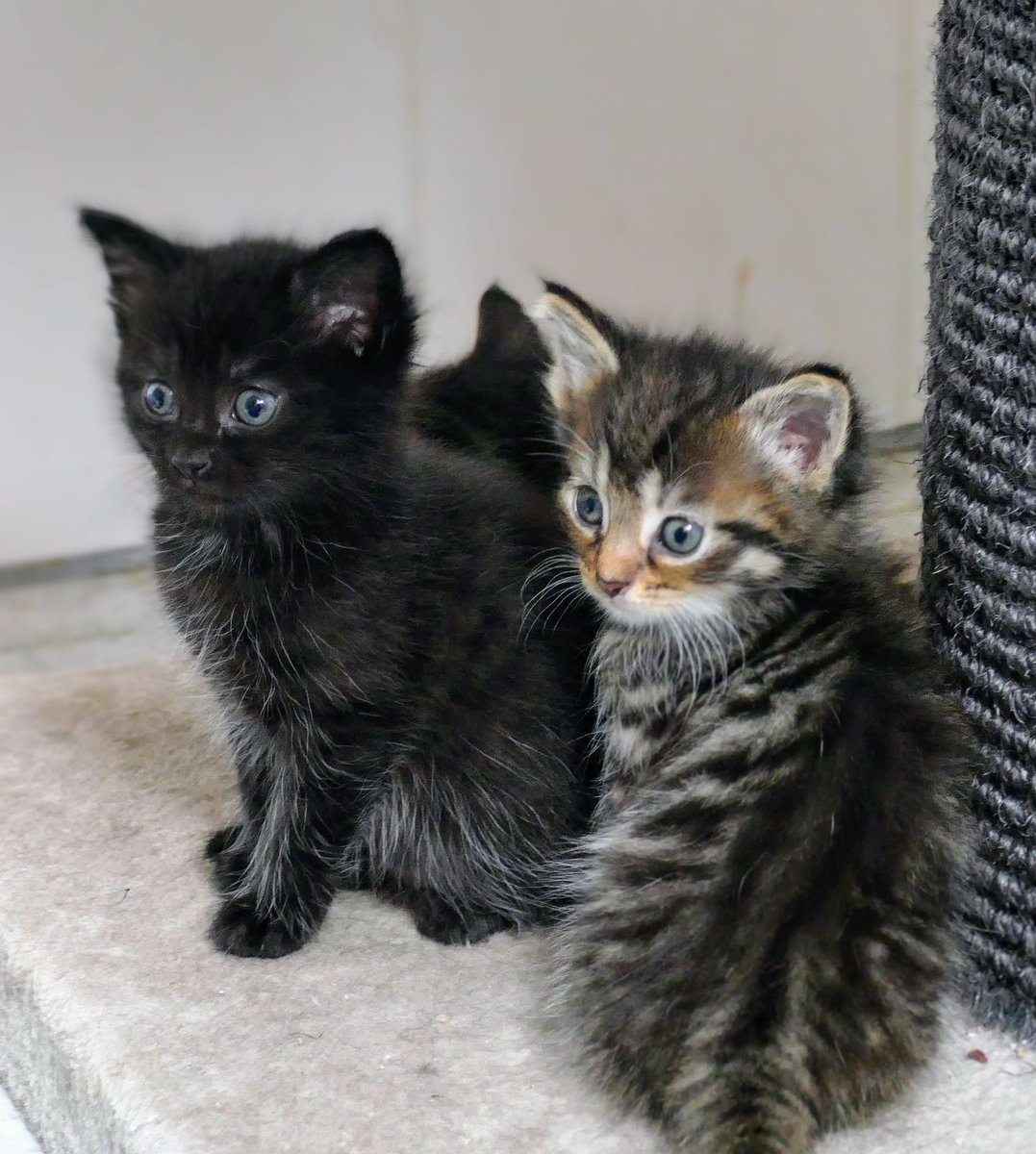 Wie jeden Frühsommer... Flauschalarm im Tierheim Tornow... mehrere Kitten von tragend aufgenommenen Katzen warten auf ein neues Zuhause 

#Katzen #cats