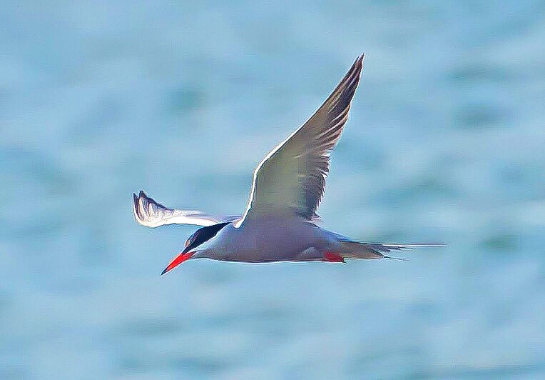 chandanaroy24's tweet photo. The first of the terns have started arriving in ones and twos. 
The red-billed ones are the #CommonTerns and the yellow-billed ones with receding hairline are the #LesserCrestedTerns. 
#BirdsOfUAE #IndiAves #birdwatching #birds #WorldOceanDay #nature #nikon https://t.co/zbBYO4BqDu