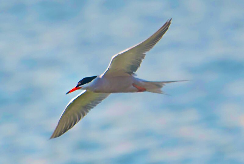chandanaroy24's tweet photo. The first of the terns have started arriving in ones and twos. 
The red-billed ones are the #CommonTerns and the yellow-billed ones with receding hairline are the #LesserCrestedTerns. 
#BirdsOfUAE #IndiAves #birdwatching #birds #WorldOceanDay #nature #nikon https://t.co/zbBYO4BqDu