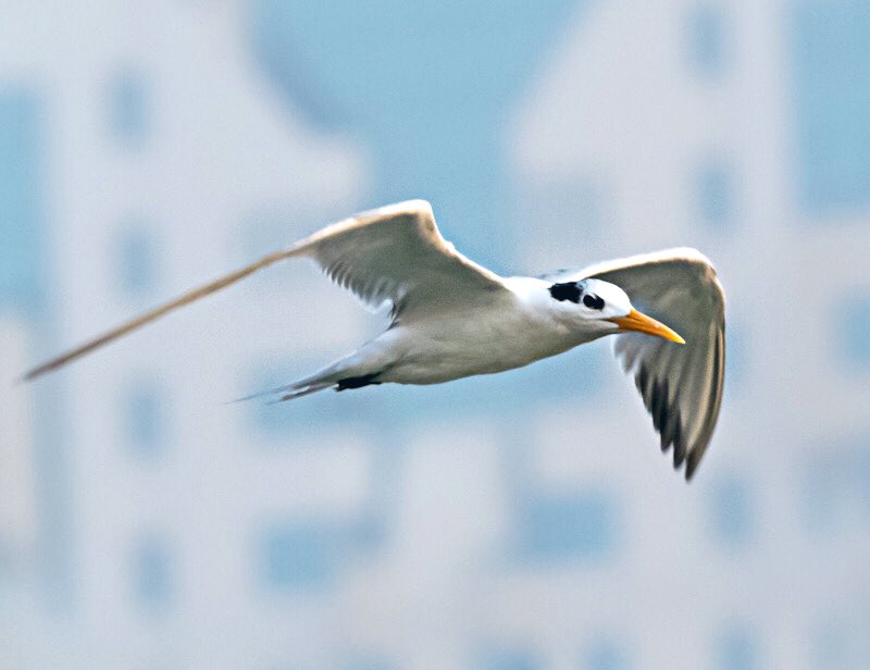 chandanaroy24's tweet photo. The first of the terns have started arriving in ones and twos. 
The red-billed ones are the #CommonTerns and the yellow-billed ones with receding hairline are the #LesserCrestedTerns. 
#BirdsOfUAE #IndiAves #birdwatching #birds #WorldOceanDay #nature #nikon https://t.co/zbBYO4BqDu