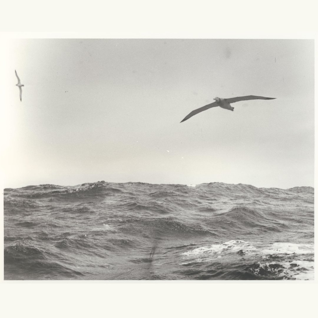 nz_maritime's tweet photo. Celebrating #WorldOceanDay, the beauty of the moana, the creatures who live in it, and the creatures who rely on it.
πΈ NZMM 2021.29.798 Black and white photograph of waves at sea with two Albatross flying above by Cliff Hawkins.
#NZMaritimeMuseum #NZMMDigitisation https://t.co/VOhmcWsNQ0