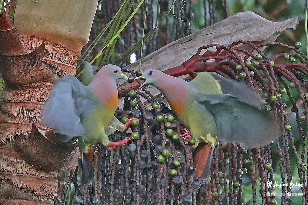 TheBatBotLab's tweet photo. Food fight: Pink-necked green pigeons (Treron vernans) squabbling in #Brunei. Photo: Husini Bakar. #Borneo #wildlife #birds #birding #wildlifephotography #BirdsSeenIn2024 https://t.co/Zes77WOTsa