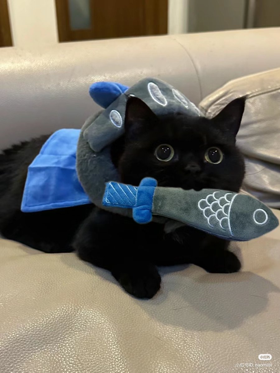 No Context Cats tweet media