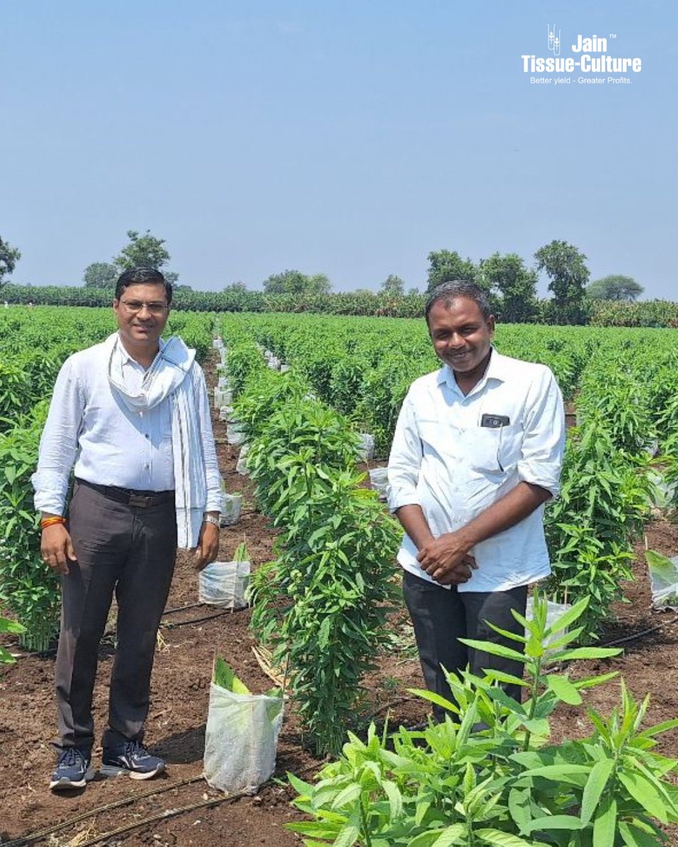 JainTissueCrops's tweet photo. The smiles say it all! 🌟 Our joyful Jain farmers, guided by expert agronomists and receive unwavering assistance and knowledge from pre-planting to harvest. 🌱✨
#HappyFarmers #JainHiTech #AgricultureSupport #jainfarmers https://t.co/HNMv3S9wpH