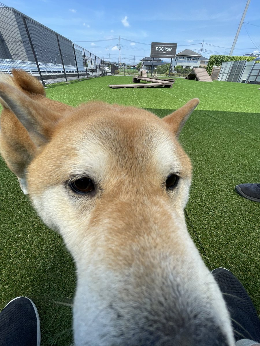 柴犬ふぅ (@ShibaFuu0517) / Posts / X