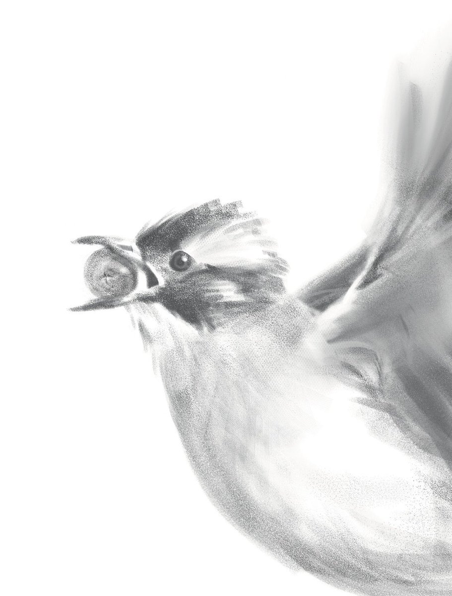 요즘은 새를 그리고 있다