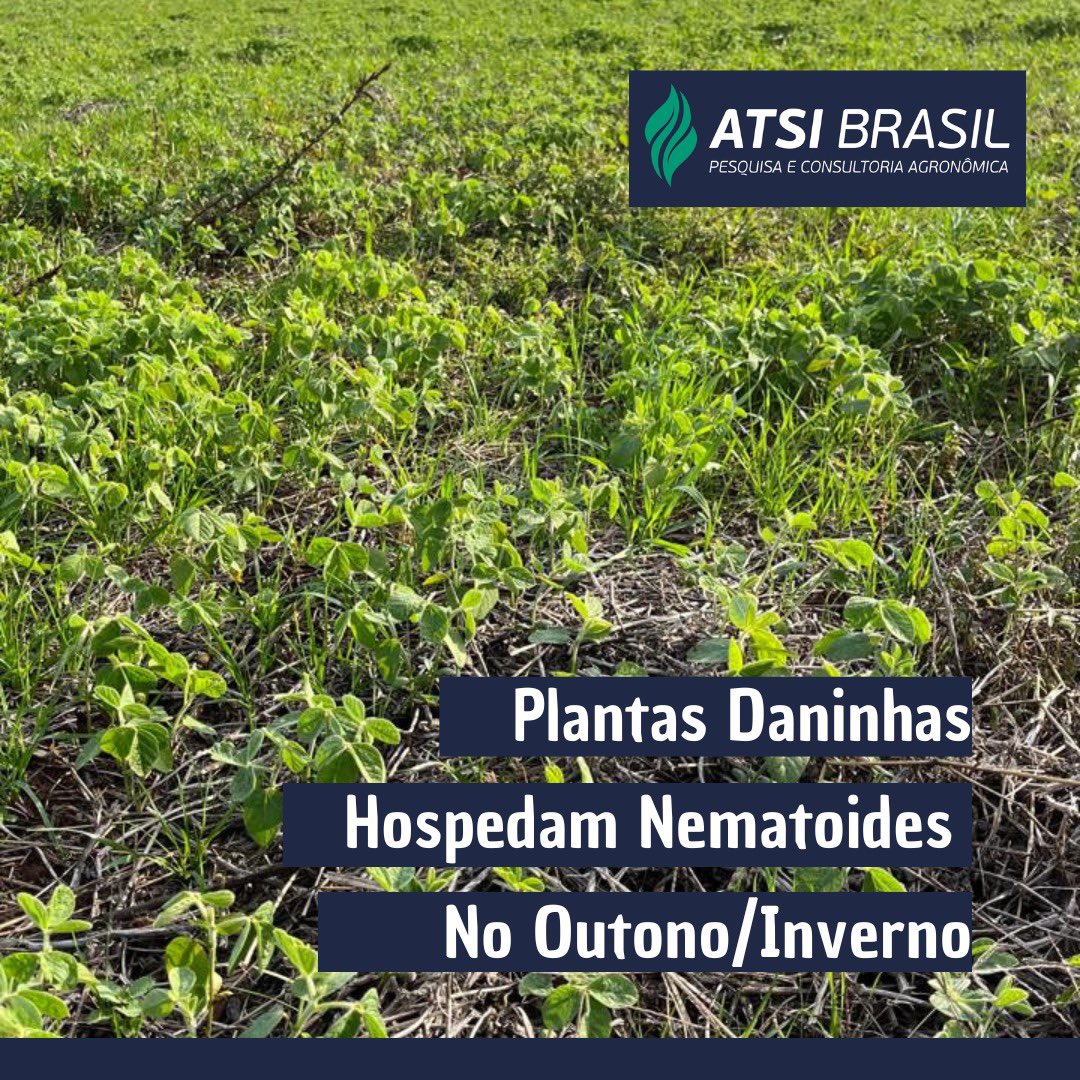 Piasecki_WS's tweet image. Análises realizadas em nosso laboratório  (ATSI Brasil) demonstraram a ocorrência de nematóides em espécies de plantas daninhas e cereais de inverno.
Conte com os serviços do nosso laboratório para identificar e quantificar nematóides. 
Entre em contato no WhatsApp (54)99647-2874