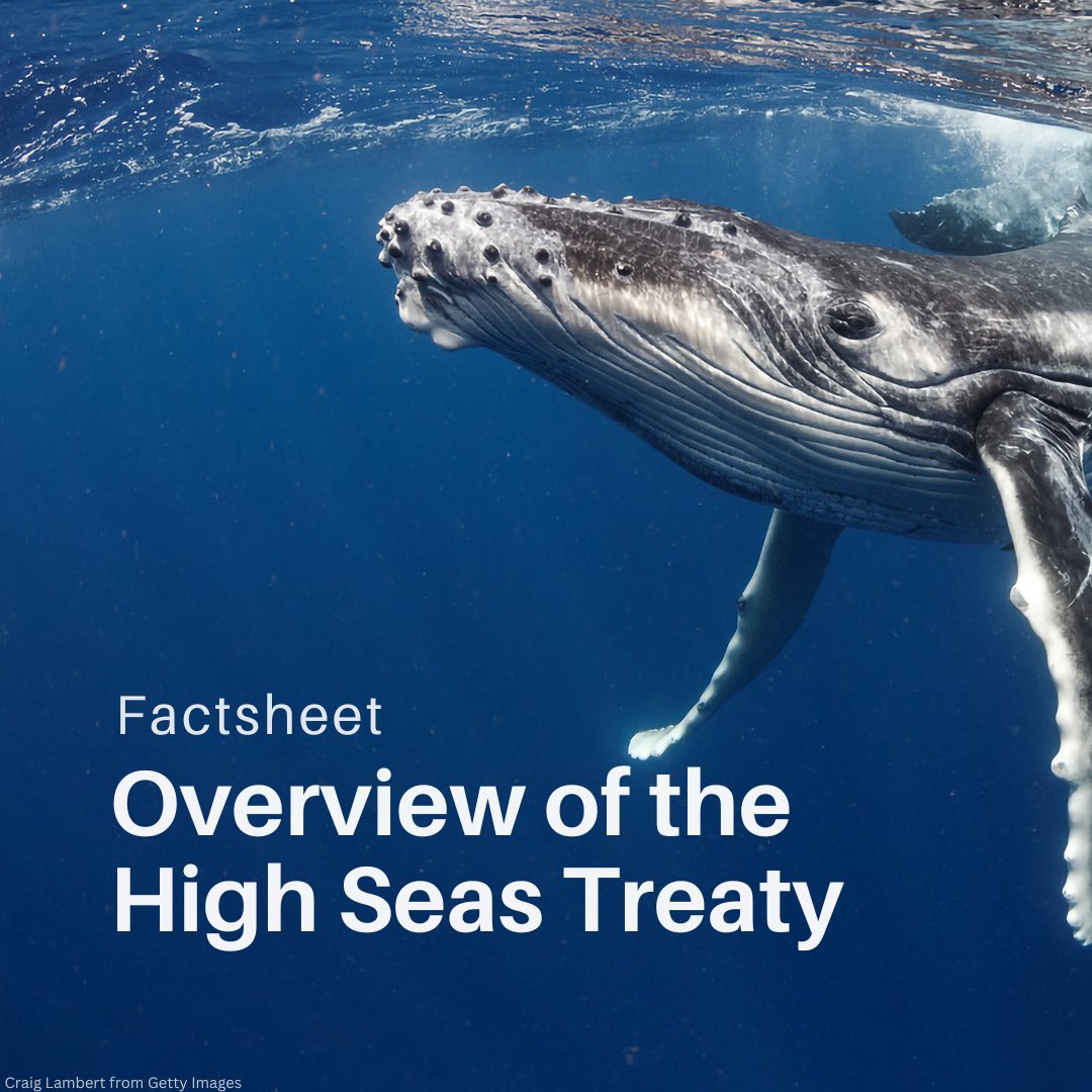 UNEP's tweet photo. The High Seas Treaty, once ratified, will play a critical role to meet the targets outlined in the #BiodiversityPlan and is key to managing and preserving marine life beyond national borders.

@undoalos factsheet on #WorldOceansDay: https://t.co/DUzCIZllwR https://t.co/wVSCdymM9c