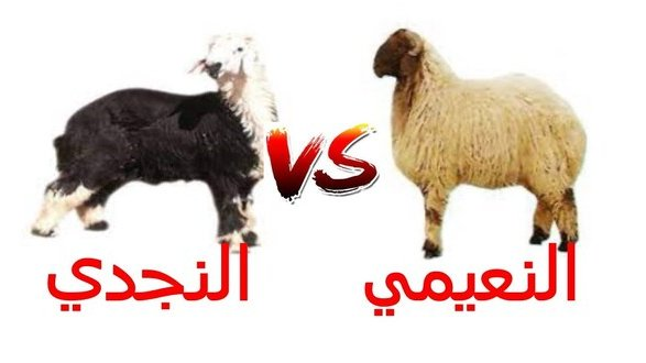 أحمد الرحيلي tweet media