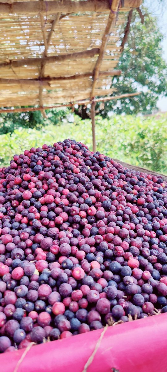 Good Afternoon 🌅 
Fresh Falsa ♥️