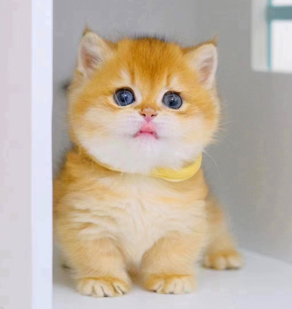 kit_sox's tweet photo. The color of "pumpkin!"-so cute! ❤❤❤ #cats #Kitty https://t.co/Ya0UssfBHf