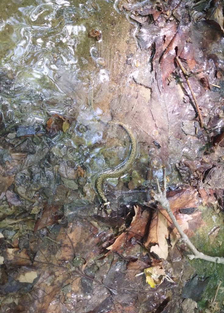 cecalldtnes_eco's tweet photo. A l'estiu, tota cuca viu 🐍❤️
#natrixnatrix Serp de collaret vista a Sant Julià de Vilatorta https://t.co/Q9P3kL10YD
