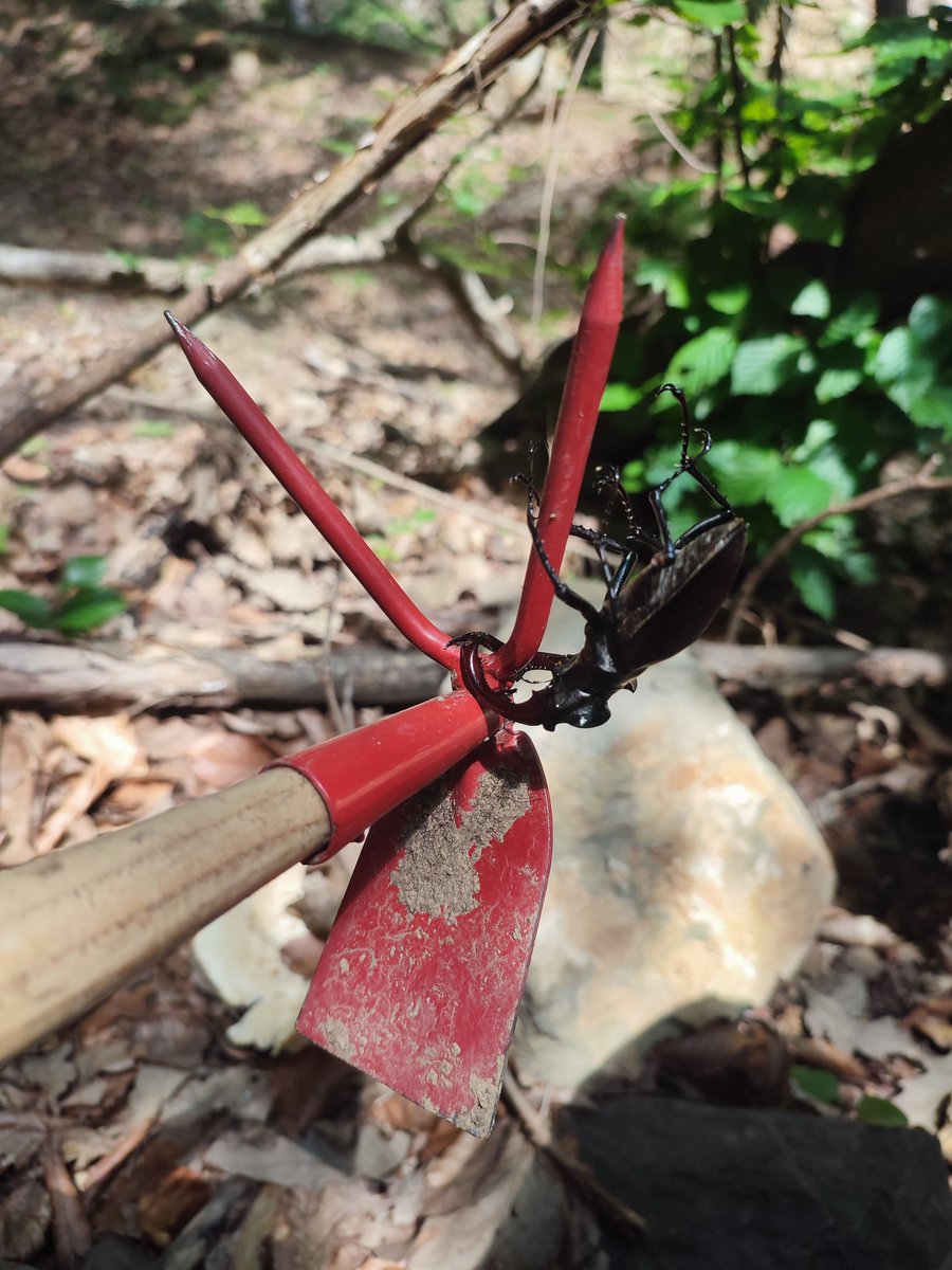 Ivona_K_J's tweet photo. Yesterday was a great day ☀️ spent in the oak and beech #forests 🌳 with @JDevetakov58103 for  #biodiversity #monitoring activities   @CoppiceForestRS  @SUPERB_project 
#insect 
#soil
#birdsound https://t.co/1FvwCM8SGG