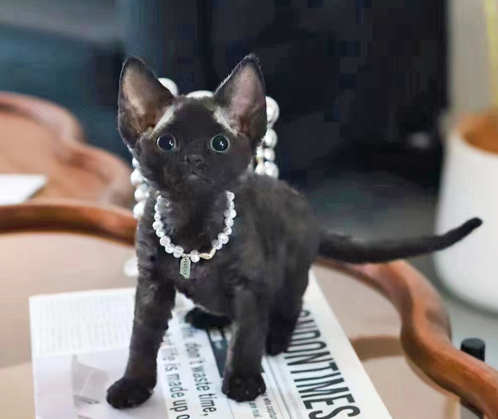 kit_sox's tweet photo. Just love it all gaze into the beautiful black eyes and fall love 💕 #cats #kitty https://t.co/uphJNHhFQn