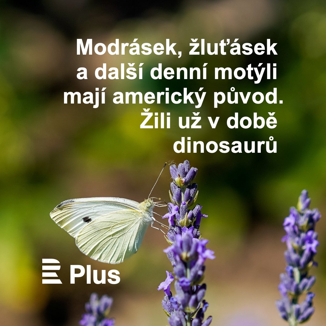 CRoPlus's tweet image. Odkud pocházejí všichni denní motýli na světě? Kterým živočišným druhům se daří ve městě? Jak moc se evoluce opakuje? Poslechněte si celou #Laboratoř. 🔗 rozhl.as/aoD @martinamaskova