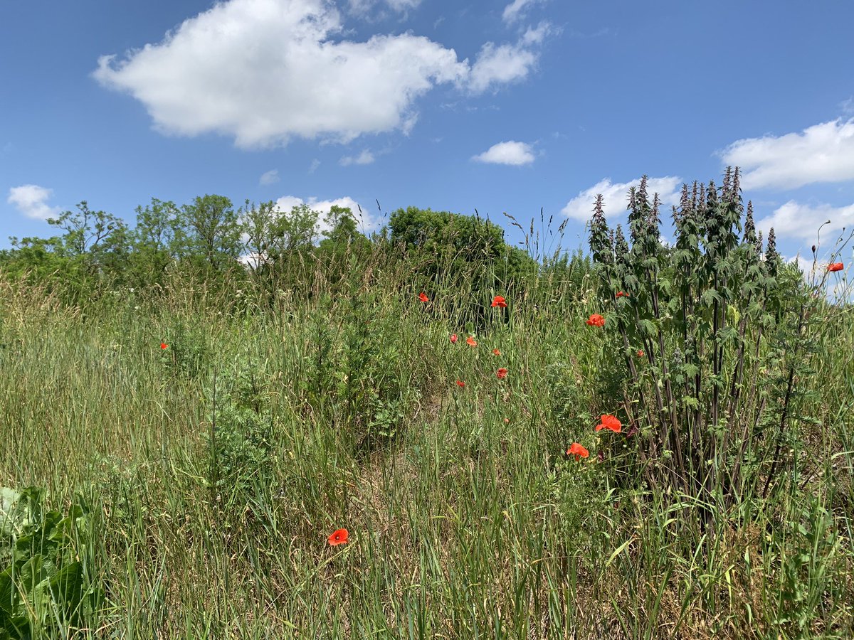 a_is_for_anna_'s tweet photo. I was checking the mail while the car taking me to the URC suddenly stopped. We were in the middle of nowhere, near an unknown village. Turns out a funeral of the fallen soldier happened there, with a dozen locals coming to say goodbye. 

Yet, poppies are blooming. Life goes on. https://t.co/z8ff7qlicN