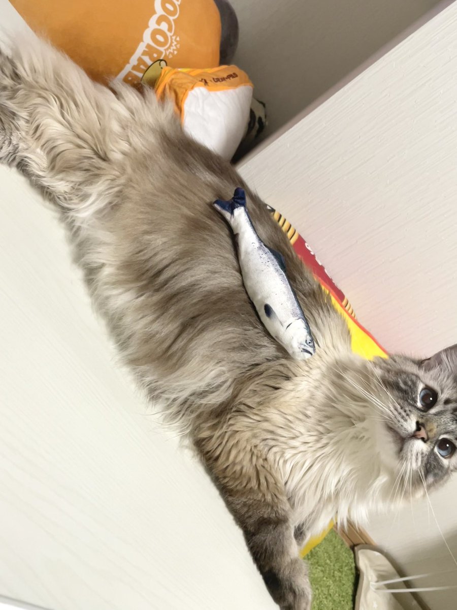 最近お気に入りのおもちゃ🐾

シャケ🐟

#猫のいる暮らし #猫のいる幸せ 
#スコティッシュ×#ノルウェージャン