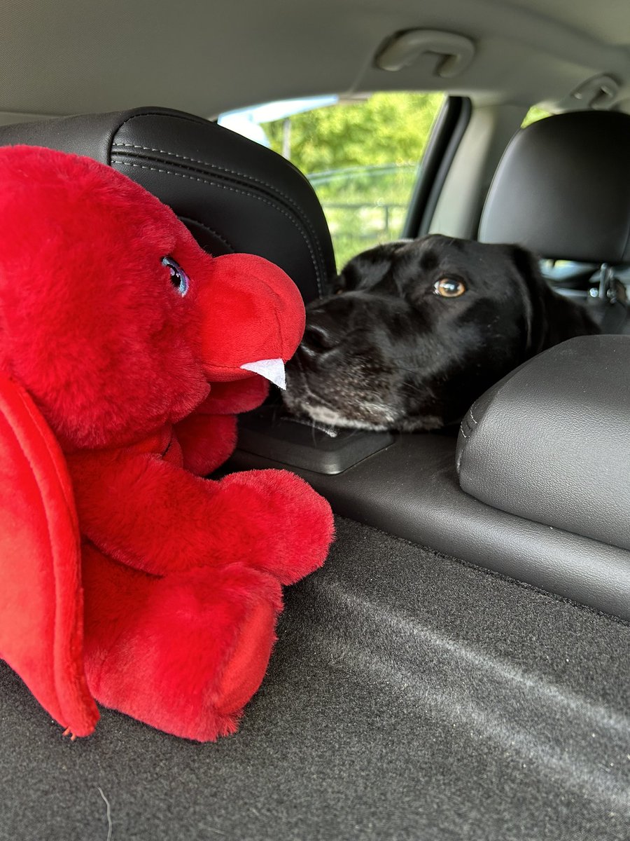 dawnie841's tweet photo. When you introduce your dog to the welsh dragon #RCN2024 https://t.co/Q5XBicoQsb