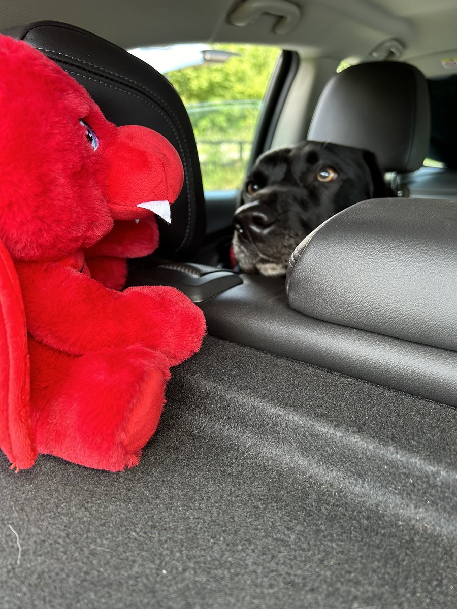 dawnie841's tweet photo. When you introduce your dog to the welsh dragon #RCN2024 https://t.co/Q5XBicoQsb
