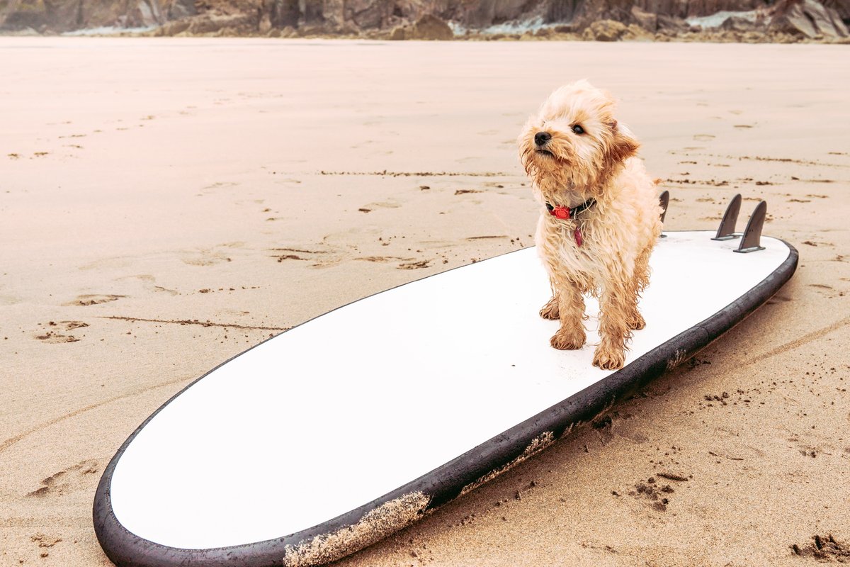 Surf, Sand &amp; Sun … Paw-fect 🏄☀️🐾

📍 Pentire Coastal Holiday Park, Cornwall
