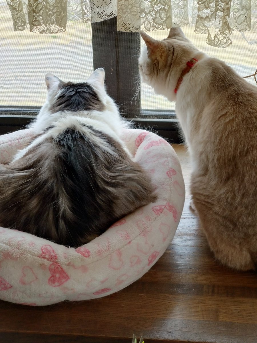 ねこまま♡ ソラママ😺😺💕 (@UcRevUwI7xf5CqS) / Posts / X