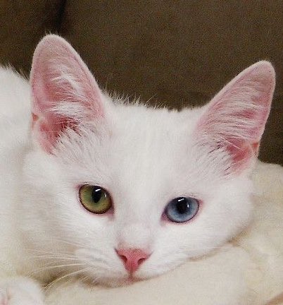 TANNATAN97's tweet photo. Odd eye cat ??!?? https://t.co/zQFfOeSNfv