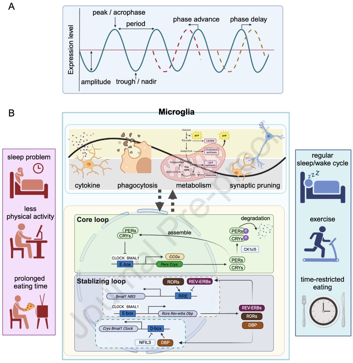 Microglia, circadian rhythm and lifestyle factors…
sciencedirect.com/science/articl…
