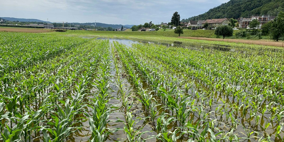 KingWobil's tweet image. The Integrated Soil Fertility Management (ISFM) has come to promote an African Green Revolution and help address the setbacks above.
(Credit to @IFDCGlobal)

📸: @DAgrarFA; @NIRAS_Group_UK

3/3

#AgriDirectGh #fertilizers #farminputs #agronomy #productivity #foodsecurity #FAO