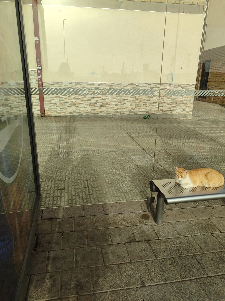 A60221023's tweet photo. esperando miau tobus https://t.co/Ua1mew6RsG