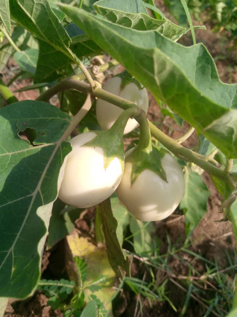akora46394's tweet photo. Through Agriculture food security is assured and we are able to fight against malnutrition https://t.co/0FGNHefzjc