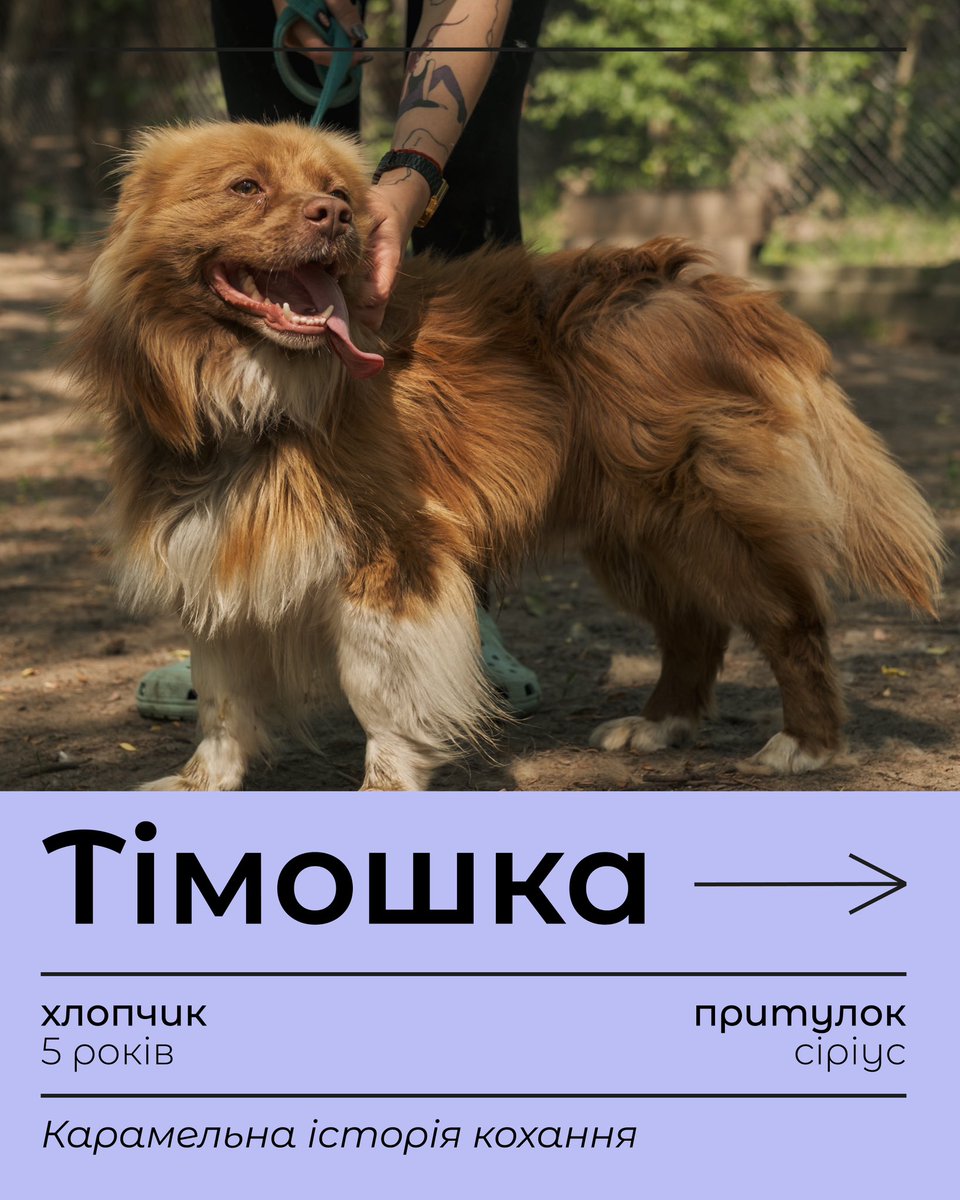 wufroof's tweet photo. Сьогодні знайомимо вас з Тімошкою, незрівнянним солодуном 🍦

Цей карамельний носик закохує вже з першої зустрічі - вітає широкою посмішкою, цілує руки, вірно заглядає в очі 🥺 

Ну як можна такого чемного хлопчика залишити в притулку? https://t.co/4rgtvBdMV5