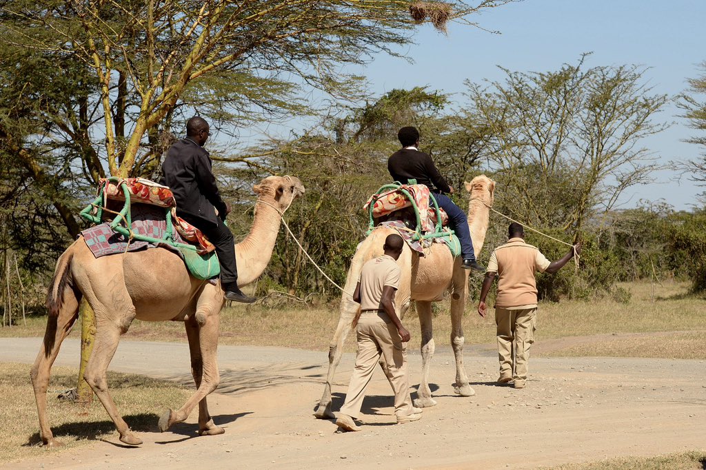 SkippyTours's tweet photo. Flying Package Inclusive: 
• Return Airfare
• Return Transfers
• 2 Night Accommodation
• Full Board
• 2 Game Drives per day Or 3 Game Drives + one night game drive Or a visit to the endangered species Boma experience.

RATES:
Kshs. 120,900/- Per Person.

#SkippyTours https://t.co/mj6w5faznd