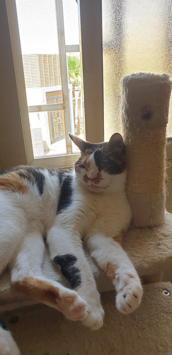 Pirate🐈 tweet media