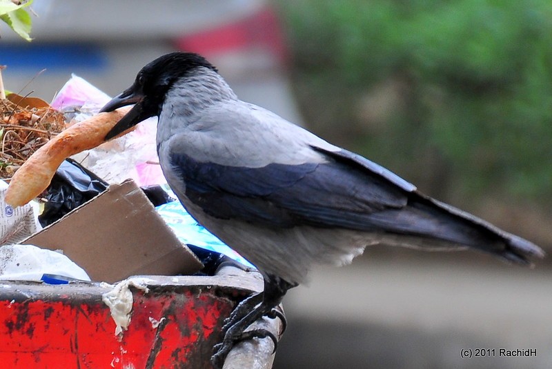 rachidH's tweet photo. #Hoodedcrow #Corvus #Ccornix #Corneille #CorneilleMantelée #Maadi #Cairo #Egypt #intelligentbirds #Ornithology
Rachid H shared a photo with you from the Flickr app! Check it out:
https://t.co/XbZPolfAZb https://t.co/GTJRDaHtSZ