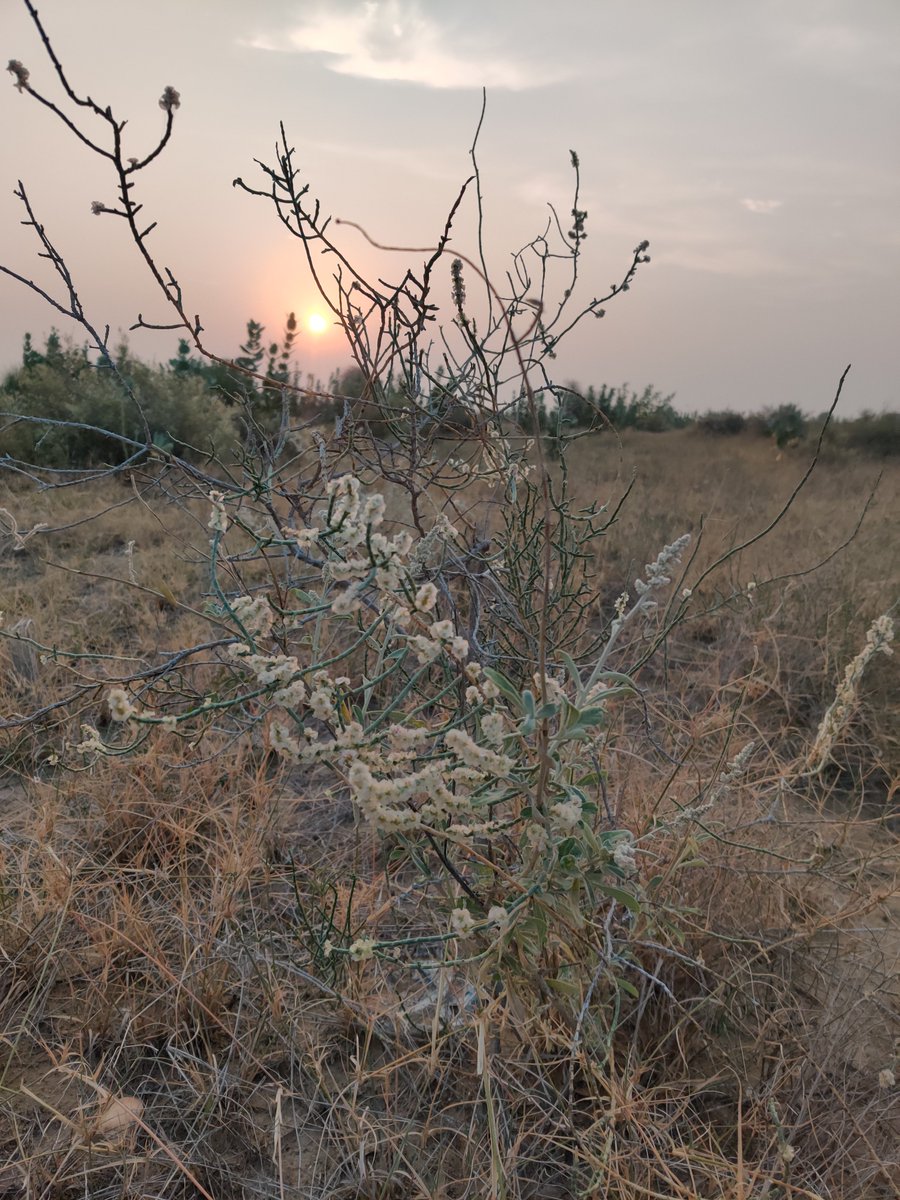 Deepikasana's tweet photo. Aerva javanica, commonly known as the kapok bush or #desertcotton, is one of my favorite #desert #flora. https://t.co/MgzYUAbSUH