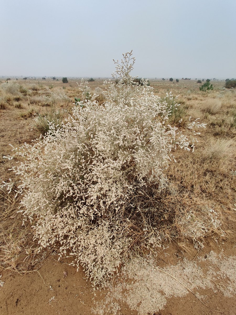 Deepikasana's tweet photo. Aerva javanica, commonly known as the kapok bush or #desertcotton, is one of my favorite #desert #flora. https://t.co/MgzYUAbSUH