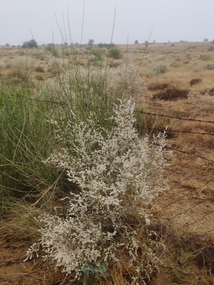 Deepikasana's tweet photo. Aerva javanica, commonly known as the kapok bush or #desertcotton, is one of my favorite #desert #flora. https://t.co/MgzYUAbSUH