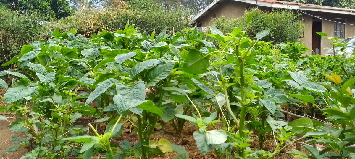 akora46394's tweet photo. Through Nutrition education and community empowerment, consumption of vegetables malnutrition has been reduced and we are able to raise a healthy and productive community and country at large
@medicalteamsUganda https://t.co/eTbh3u3UGr