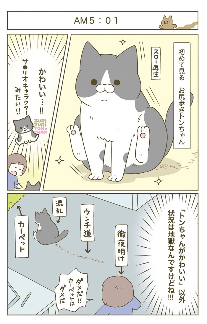AM5:00の猫 