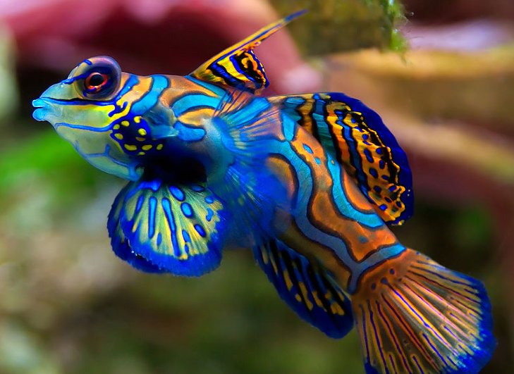 EpicEcoEscapes's tweet image. "🌊 Meet the Mandarin Fish: Nature's living jewel! With its vibrant blue, orange, and green patterns, it's one of the ocean's most colorful inhabitants. Fun fact: It secretes a toxic mucus to deter predators! #MarineLife #OceanBeauty #MandarinFish"