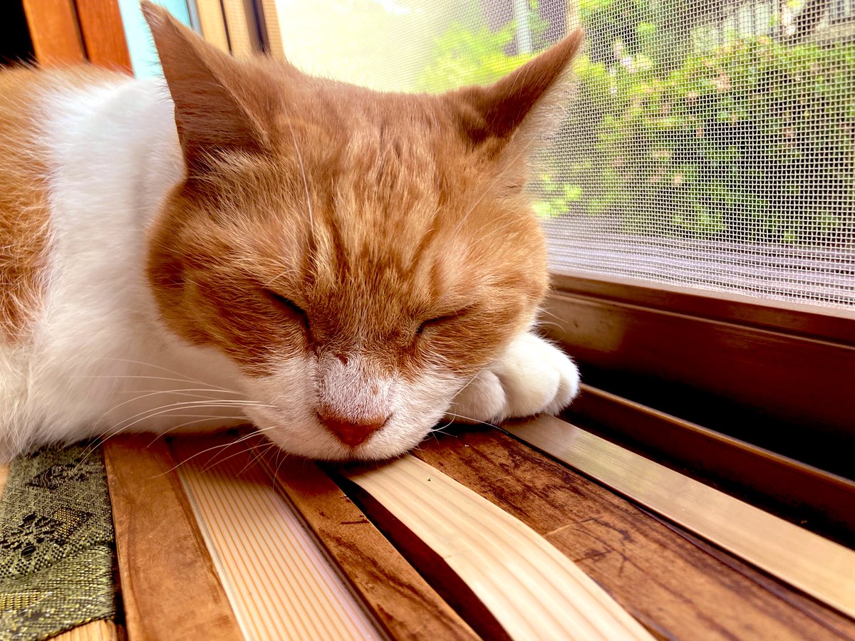 yalalalalalala's tweet photo. 【猫の誘い】

愛猫うに から「一緒に庭を見よう」と、誘われた。

心苦しいが、私は忙しい。
綿埃を見つめたり、ウクレレで不協和音を量産し部屋の隅で意識を失ったりと余念がないのだと伝えると、語気強めに「にゃー」と苦情を頂いたので、写真の今に至る。
しかし、大体途中で私は放置される。 https://t.co/FNjKFi9LRN