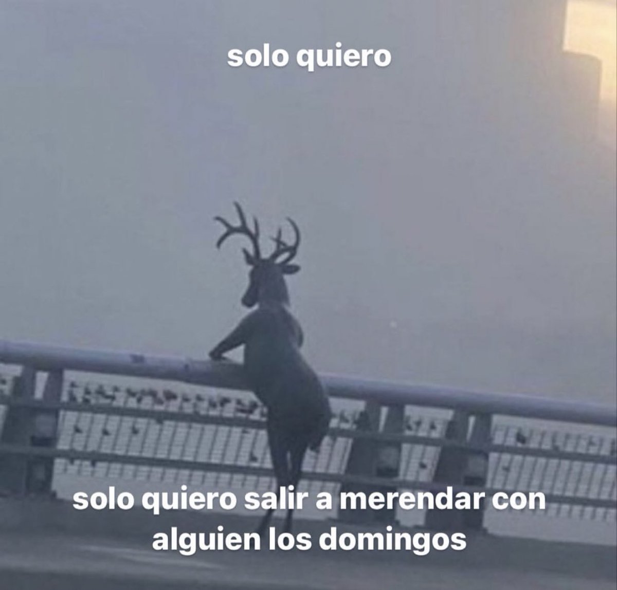 piña sin pizza (@skereunpesado) on Twitter photo 