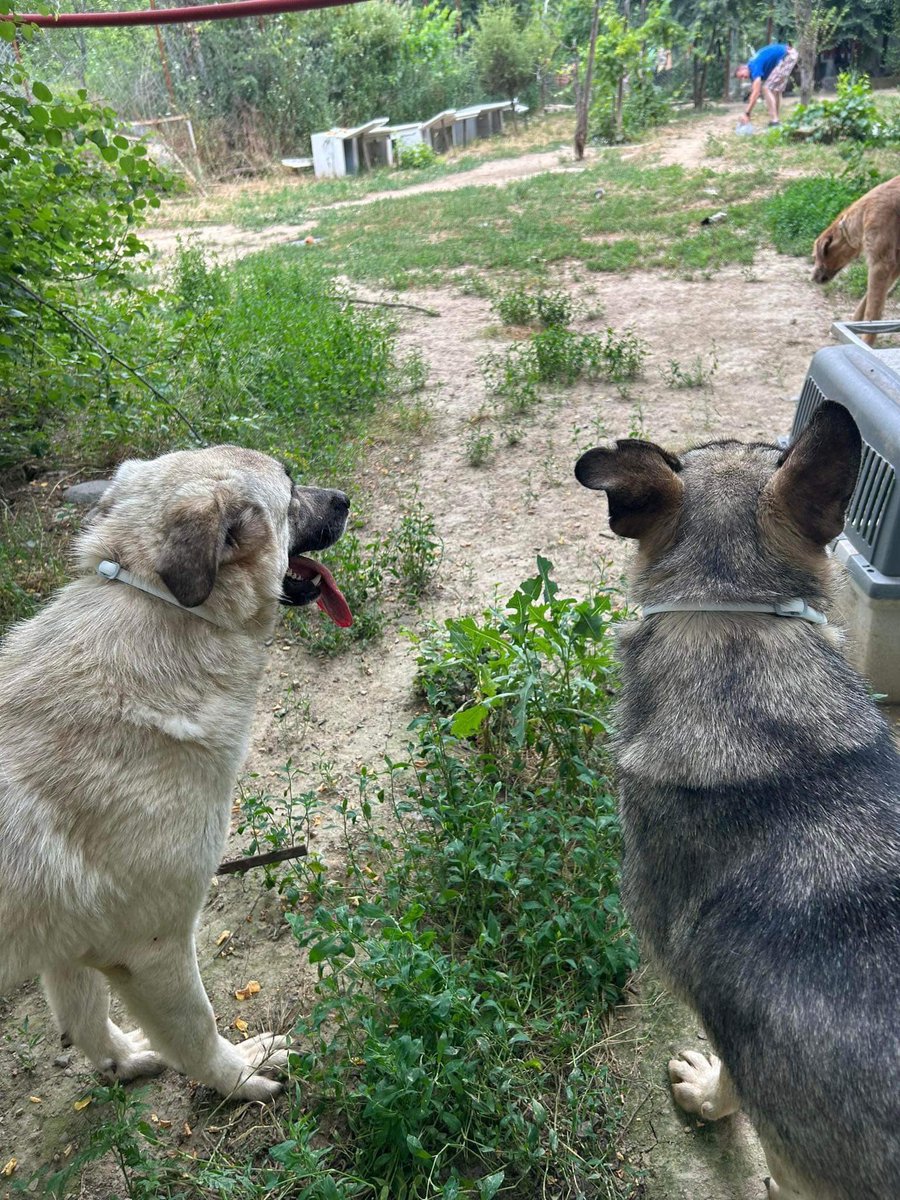 LendAPawRescue's tweet photo. Saturday morning coffee with Alice and Lilly ☕️🥐☀️ #SaturdayStories #SaturdayDogs #SaturdayMood https://t.co/RXFfKWucqp