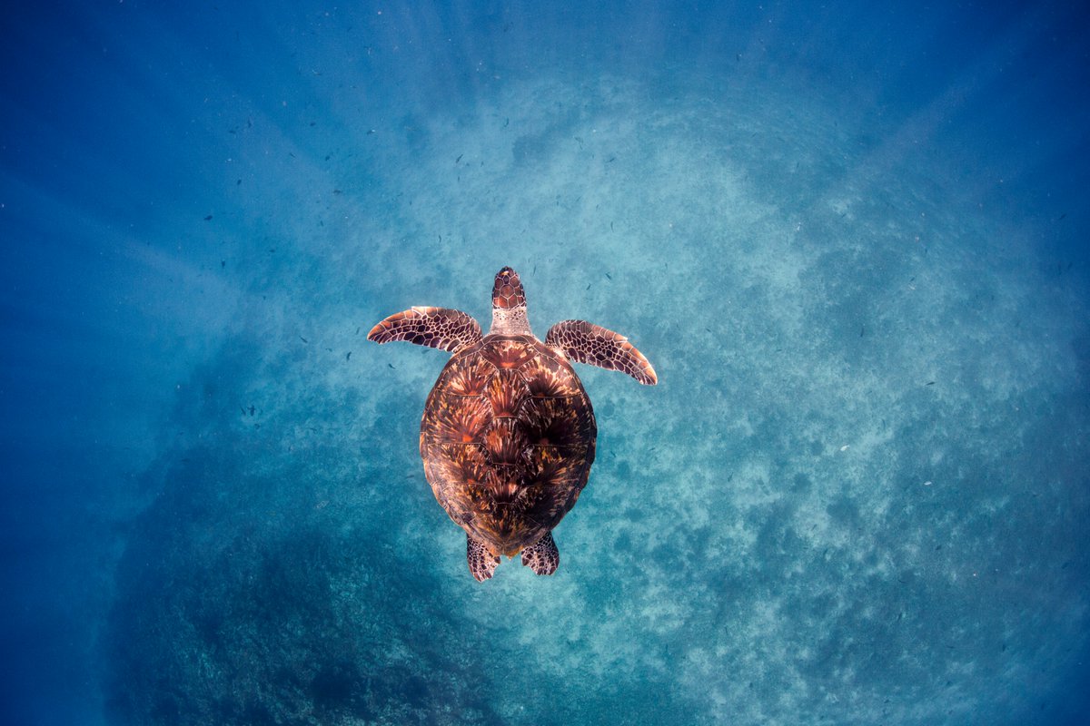 liviofakeye's tweet photo. World Ocean Day is everyday💙 https://t.co/n5MWqE2tea