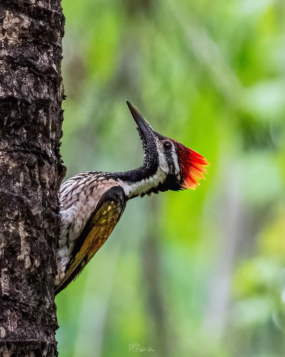 aashin1698's tweet photo. The tree carver !! 
.
Black-rumped flameback (Dinopium benghalense)
.
Shot on Nikon Z7 II with Nikon Z180-600mm
.
#nikon #nikoncreators #photography #natureinfocus #naturephotography https://t.co/SAJGSn1Ak6