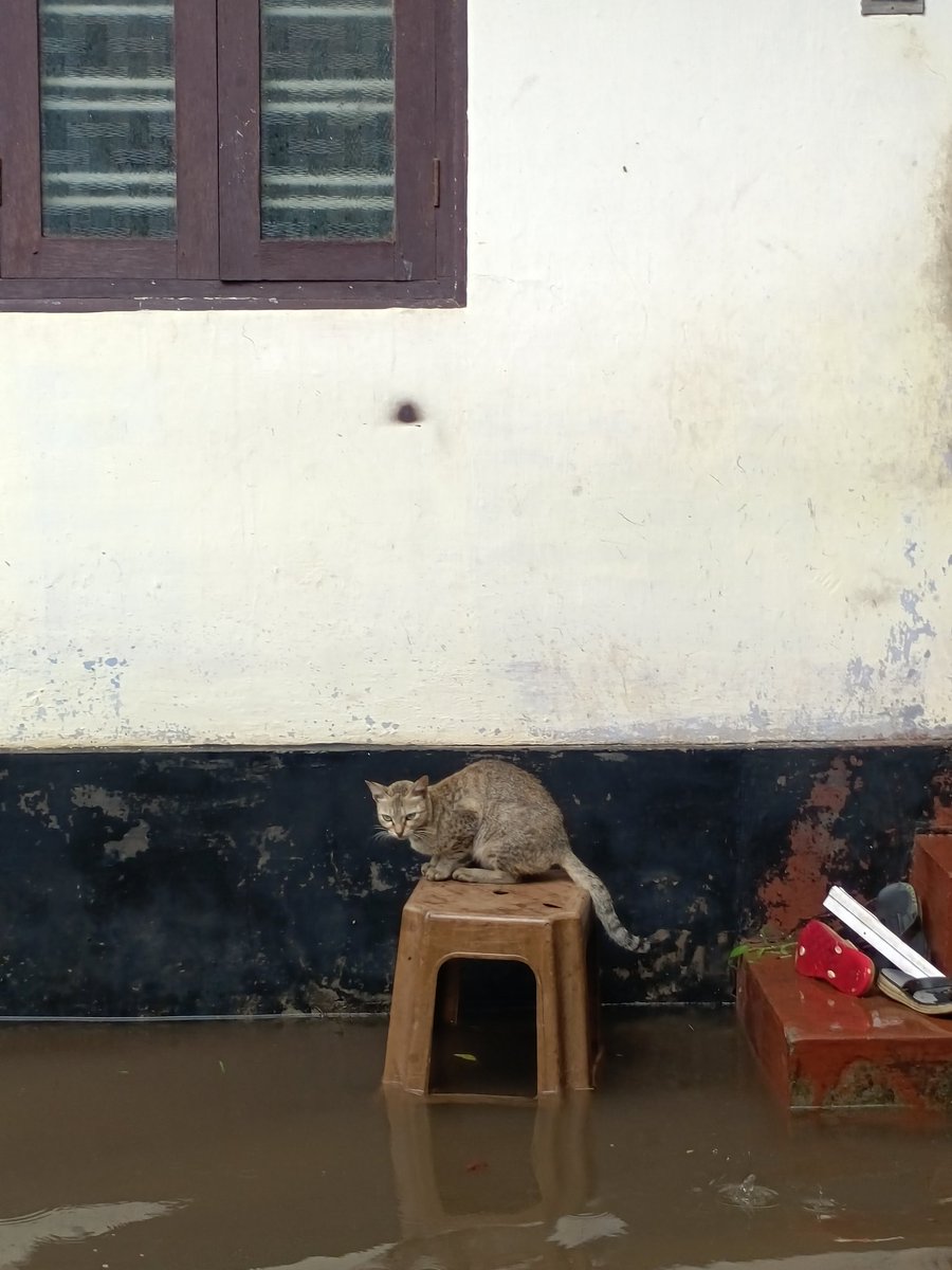 Paruvathy15's tweet photo. Alappuzha during June 2024 https://t.co/IVpJVo1Dpg