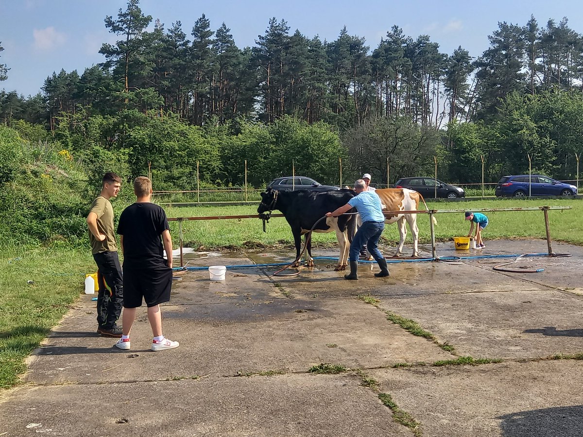 IwanskiRados's tweet photo. Mycie, strzyżenie, ostatnie szlify i na ring. Śląska wystawa bydła ruszy lada chwila. #Opolagra #PFHBiPM @farmer_pl https://t.co/JXqr0weOYM