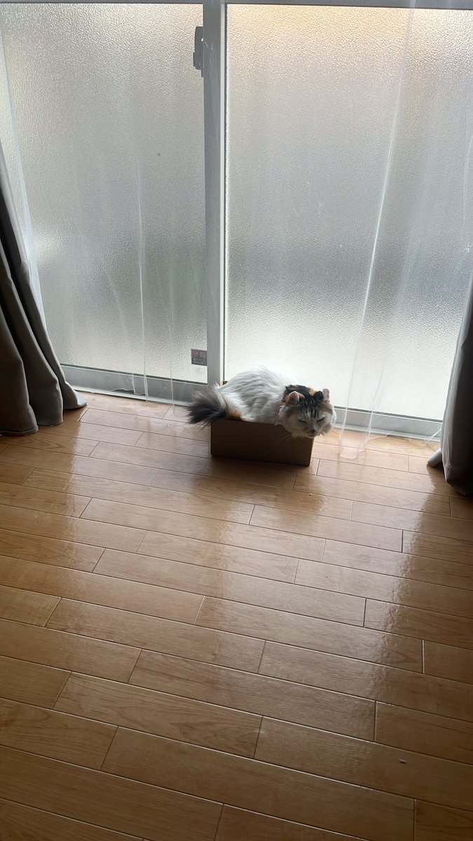 mikesukoame's tweet photo. 今日も明らかに小さな箱。
 #ねこすきさんと繋がりたい  #ねこと暮らす  #ねこのいるしあわせ  #はこねこ https://t.co/x9bzISYX3h